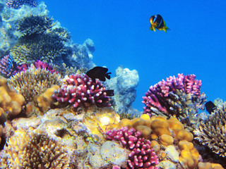 Tropical fishes on the coral reef in Red Sea, Egypt