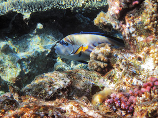 Fototapeta na wymiar Tropical fish on the coral reef in Red Sea, Egypt