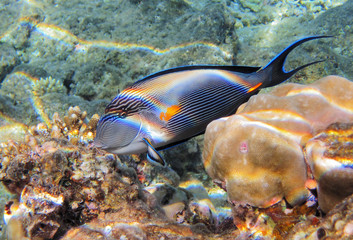 Obraz na płótnie Canvas Tropical fish on the coral reef in Red Sea, Egypt
