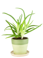 Medicinal  indoor plant - "Aloe"