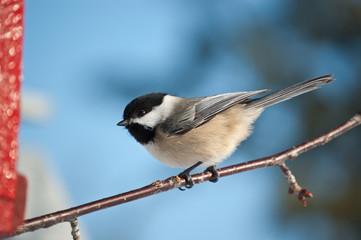 Black-capped Chickadee on a Branch