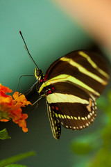 Zebra Longwing butterfly