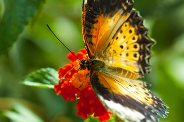 Great Eggfly Butterfly