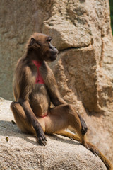 Gelada baboon