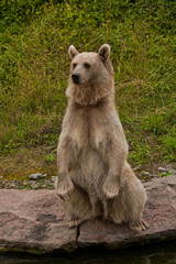 Brown Bear portrait