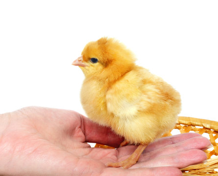 Small Cute Chicken On A Hand