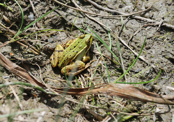 Green frog
