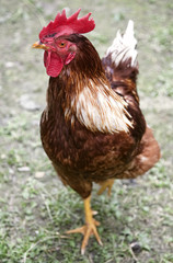 Little Red Rooster