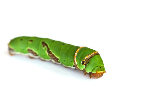 Green Caterpillar on white background .
