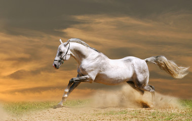 Obraz na płótnie Canvas horse in sunset