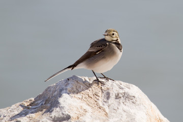 White Wagtail