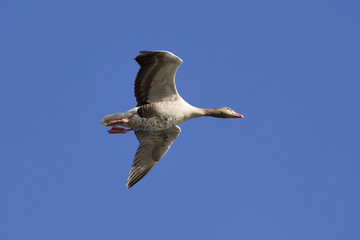 vogel im flug