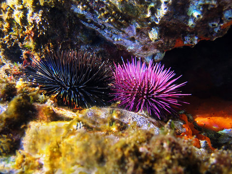Purple and black sea urchins underwater, Mediterranean sea