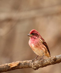 House Finch, Carpodacus mexicanus