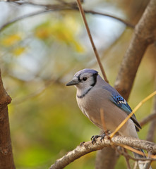 Blue Jay, Cyanocitta cristata
