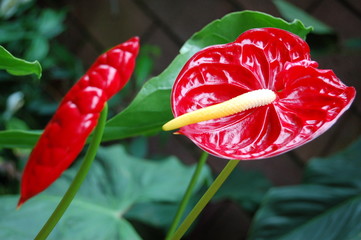 Flamingoblume