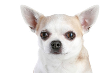 Close-up portrait of a chihuahua puppy