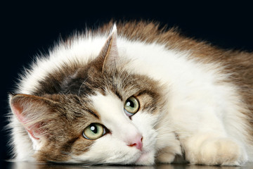 Thoughtful fluffy cat