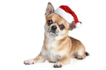 Chihuahua puppy in xmas red cap