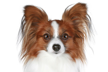 Papillon dog close-up portrait (brown color)