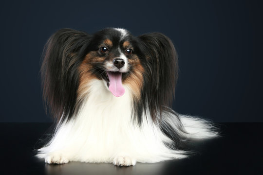 Funny papillon dog