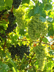 growing grape clusters on the vines
