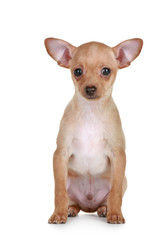 Obraz premium Toy terrier tiny puppy on white background