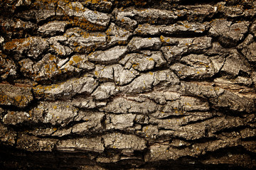 Bark of oak