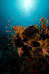 ocean, coral and fish