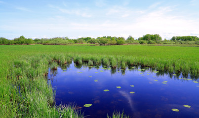 small lake on spring field