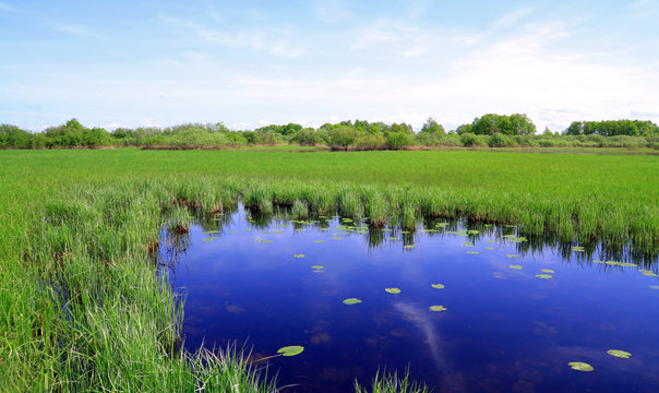 small lake on spring field