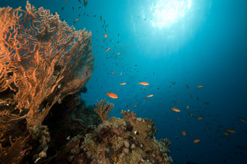 Obraz na płótnie Canvas ocean, coral and fish