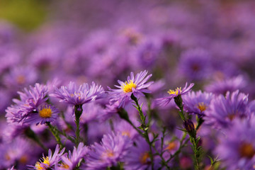 Obraz premium Autumn violet flowers