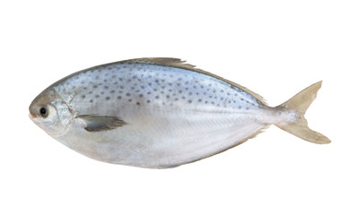 Fresh raw fish isolated on white background