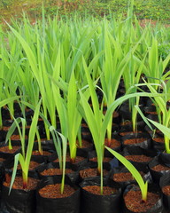 Leaves flower gladiolus