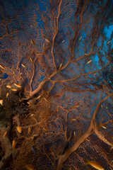 seafan and fish.
