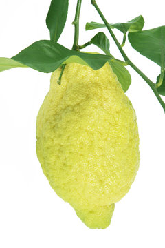 cedro