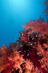 soft coral and ocean
