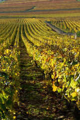 Vignoble de Meursault, en octobre 03