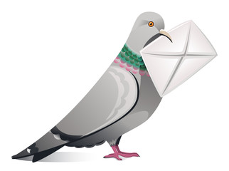 Messenger Pigeon With Letter