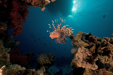 lionfish and ocean.