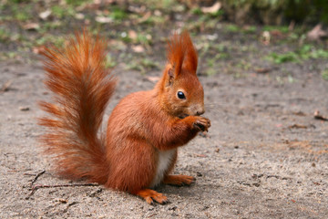 Naklejka na ściany i meble Red Eurasian squirrel