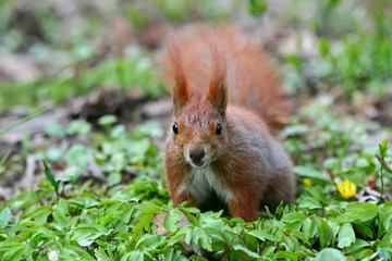 Red squirrel on the grass