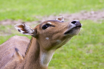 Nilgai Antelope