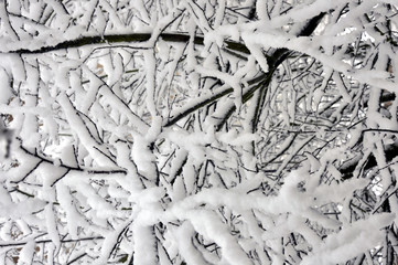 tempête de neige 05