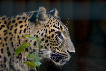 pantera / Leopard