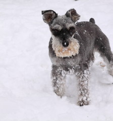 miniature schnauzer