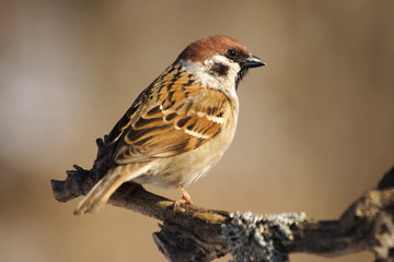 Tree sparrow