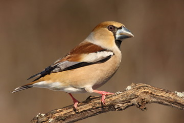 Hawfinch