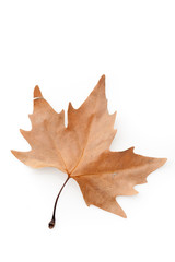 Beautiful brown autumn leaf isolated on a white background